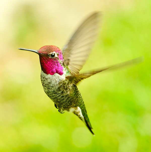 Hummingbird Song Hummingbird Song
